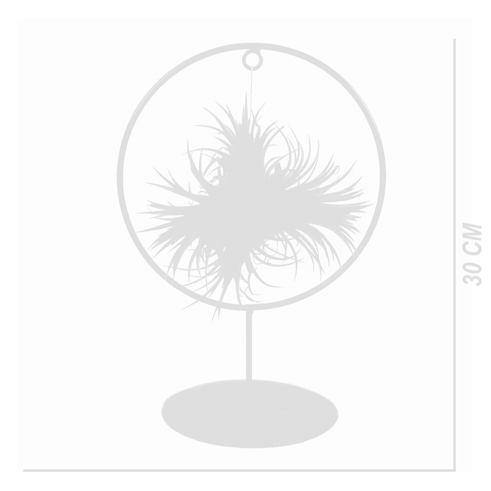  Bloomique - Tillandsia Magic Ball En Anneau - Plante Aérienne - Plante D’intérieur - 30 Cm De Haut