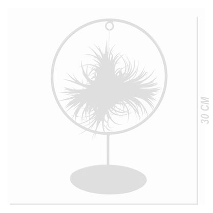  Bloomique - Tillandsia Magic Ball En Anneau - Plante Aérienne - Plante D’intérieur - 30 Cm De Haut