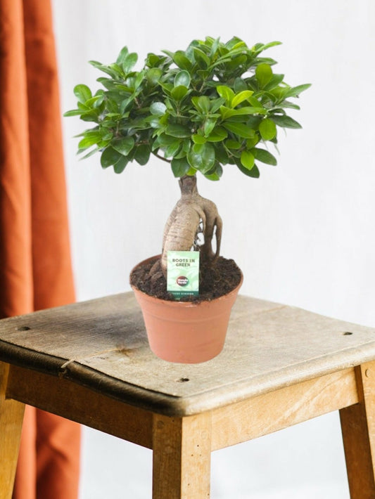  Ficus Microcarpa Ginseng 40cm - Plante D'intérieur