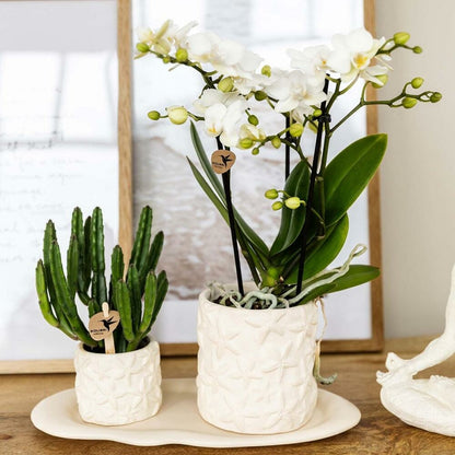  Kolibri Company Set Star Fish Small Phalaenopsis Blanc Orchidée Lausanne Et Succulente Y Compris Pots Décoratifs En Céramique