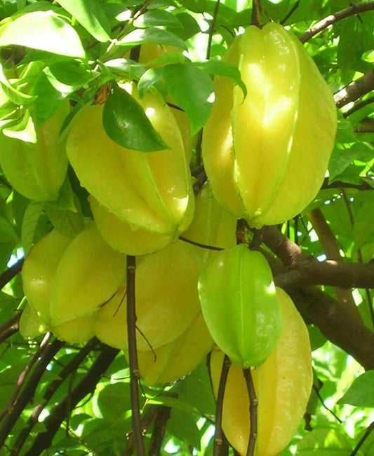  Averrhoa Carambola Adulte (carambolier, Carambole) Pot De 20 Litres -160/180cm