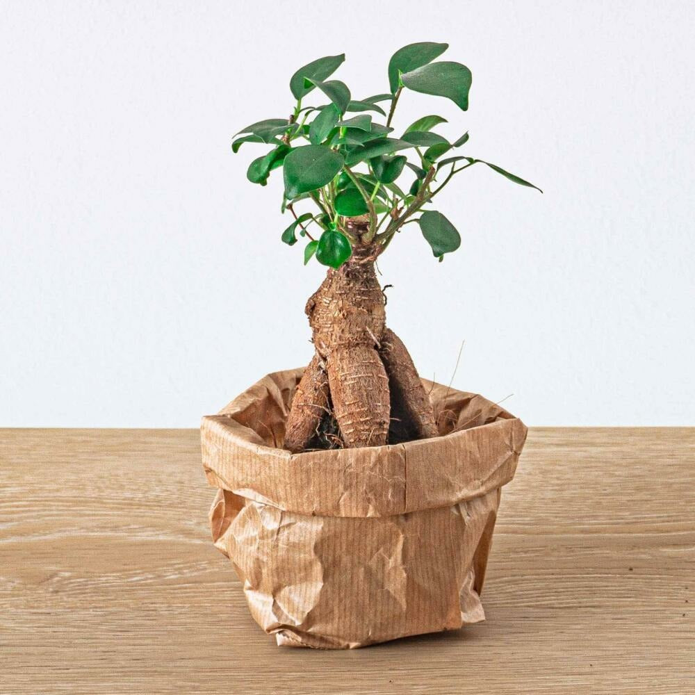  Green Your Bottle - Set Complet Pour Ton Jardin De Bouteilles - Sans Verre - 3 Plantes (ficus Bonsai + 2x Fittonia)