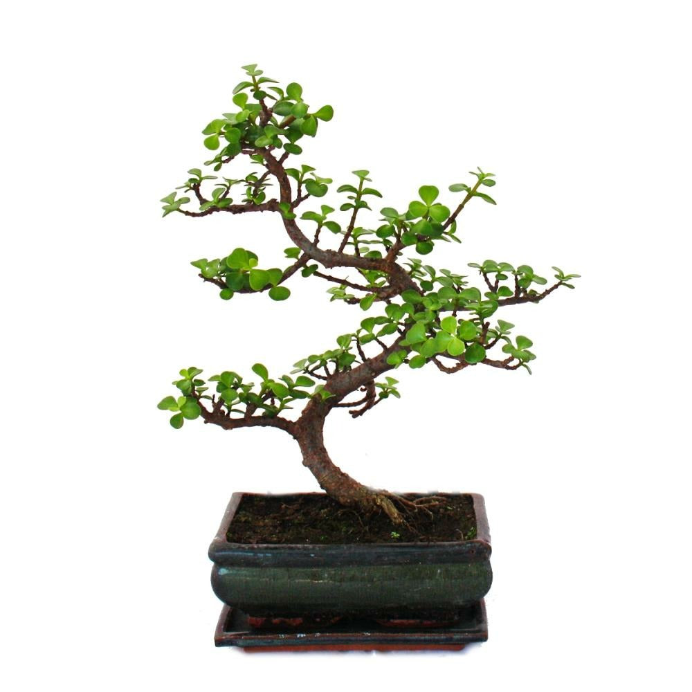  Bonsaï - Portulacaria Afra - Jade - éléphant D'afrique - Environ 7-8 Ans