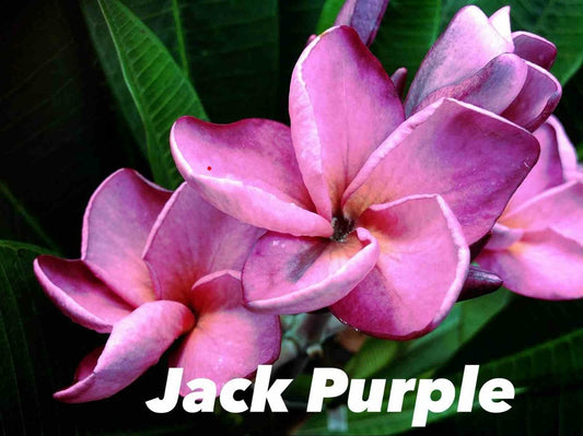  Plumeria Rubra "jack Violet" (frangipanier) Pot De 2 Litres ? 20/30 Cm - Couleur Floraison:violet