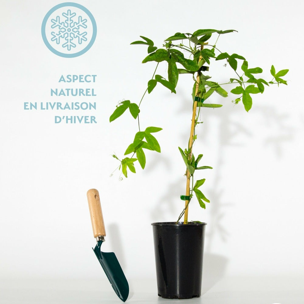  Passiflore Victoria - Le Pot / 2l / Hauteur Livrée 40-50cm
