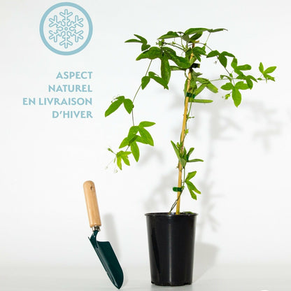  Passiflore Victoria - Le Pot / 2l / Hauteur Livrée 40-50cm