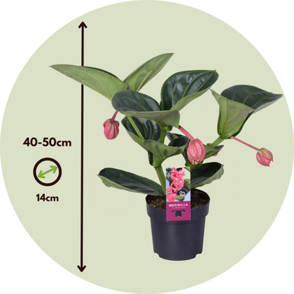  Medinille Magnifique - Medinilla Magnifica - Hauteur 40-50cm - ⌀14cm