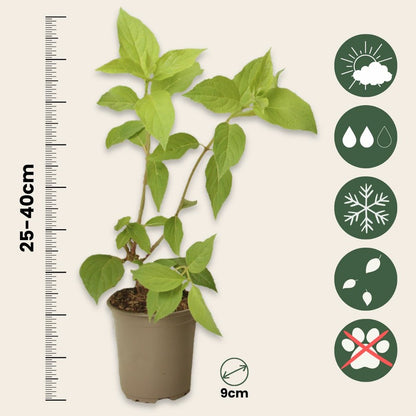  Hortensia - Set De 3 - Hydrangea Paniculata 'phantom' - Hauteur 25-40cm - ⌀9cm