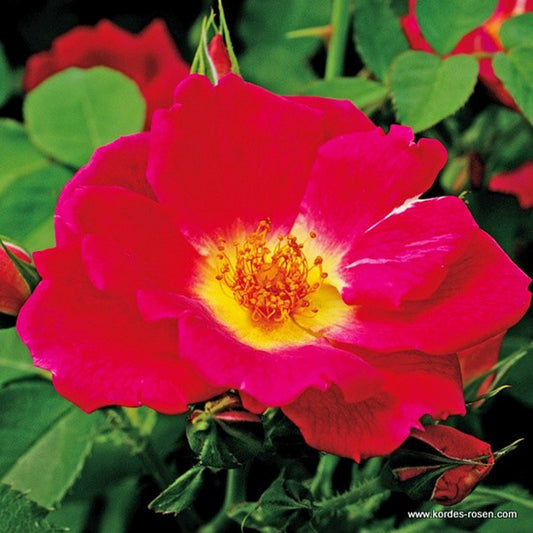  Kordes Nectar Rosier - Rosa 'weg Der Sinne'®