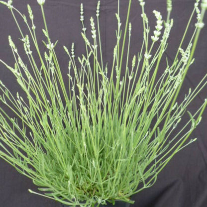  Lavande Edelweiss/[-]pot De 3l - 20/40 Cm