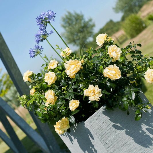  Rosier Arbustif Decorosier® Calizia® 'noa 97200 A'/[-]pot De 5l - 40/60 Cm