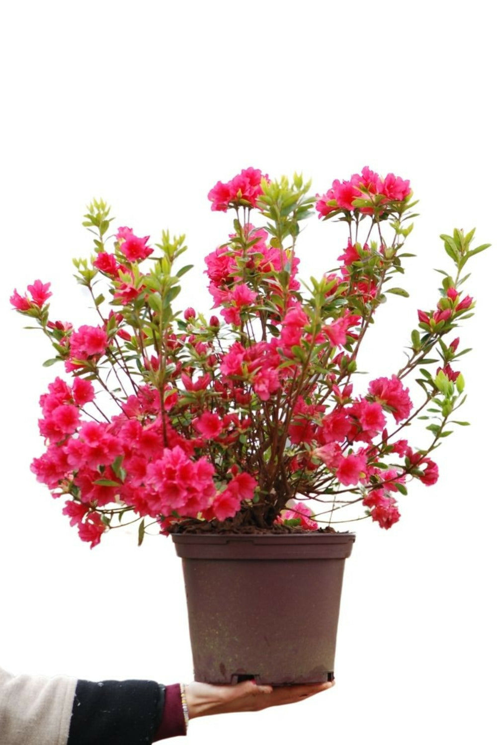  Azalée Du Japon 'florida' - En Pot De 5 Litres
