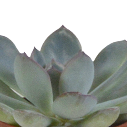  Coffret Succulente & Cactus + Caches-pots Blancs