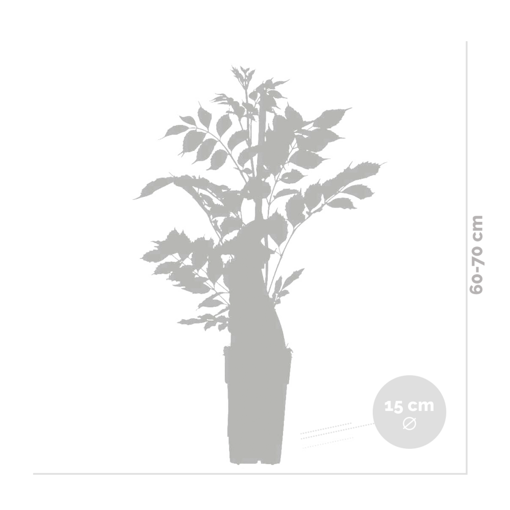  Lot De 2 - Wisteria Floribunda 'alba' - Glycine Blanche - 50-70 Cm De Haut - Pot 15 Cm