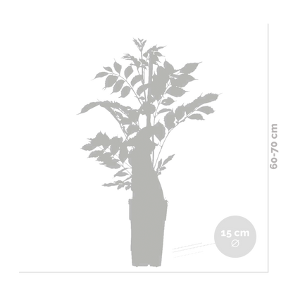  Lot De 2 - Wisteria Floribunda 'alba' - Glycine Blanche - 50-70 Cm De Haut - Pot 15 Cm