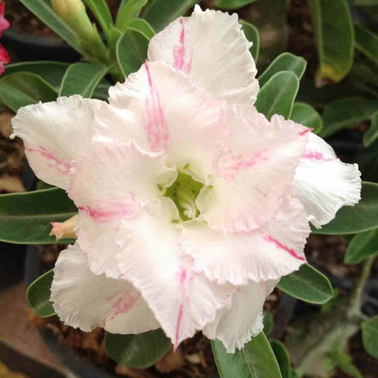  Adénium Obésum Cv. Lapin Blanc Couleur Floraison:blanc Et Rose - Caudex D'environ 150g