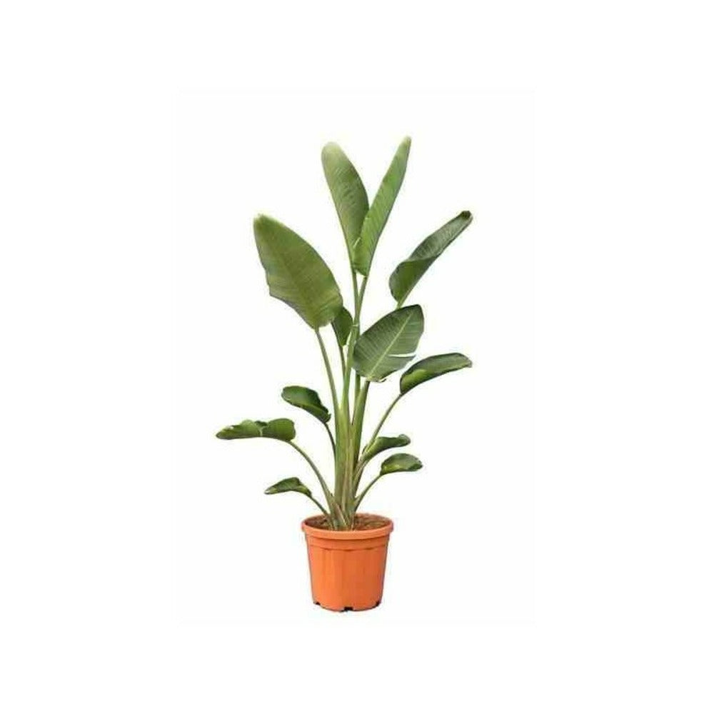  Strelitzia Nicolai (oiseaux Du Paradis Géant) Pot De 2 Litres ? 30/40 Cm -