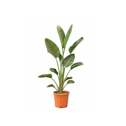  Strelitzia Nicolai (oiseaux Du Paradis Géant) Pot De 2 Litres ? 30/40 Cm -