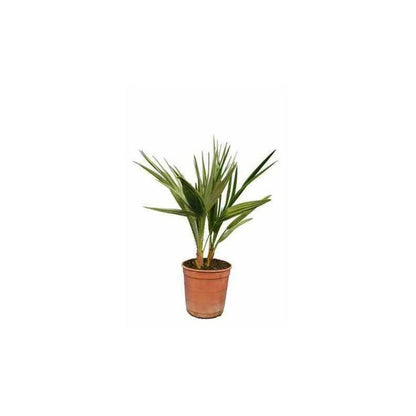  Chamaerops Humilis (palmier Doum)- Pot De 130l 150/175cm