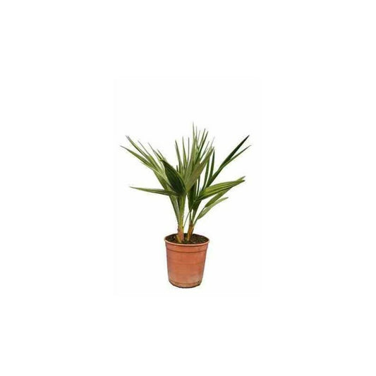  Chamaerops Humilis (palmier Doum)- Pot De 130l 150/175cm