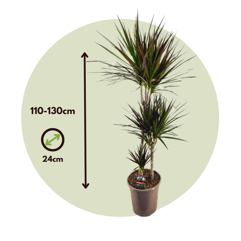  Dragonnier - Dracaena Marginata 'magenta' - Hauteur 110-130cm - ⌀24cm