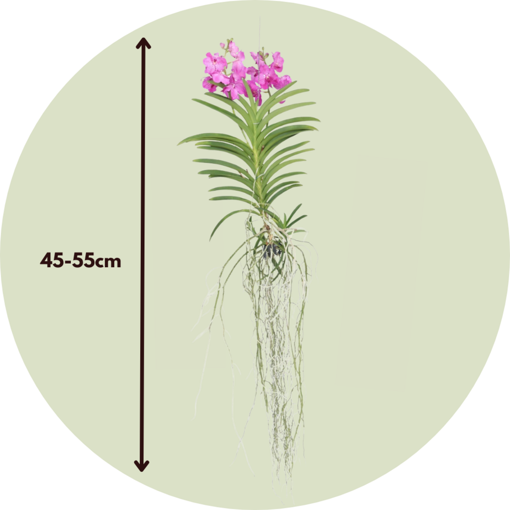  Orchidée - Vanda 'pink' - Hauteur 45-55cm