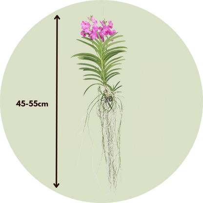 Orchidée - Vanda 'pink' - Hauteur 45-55cm