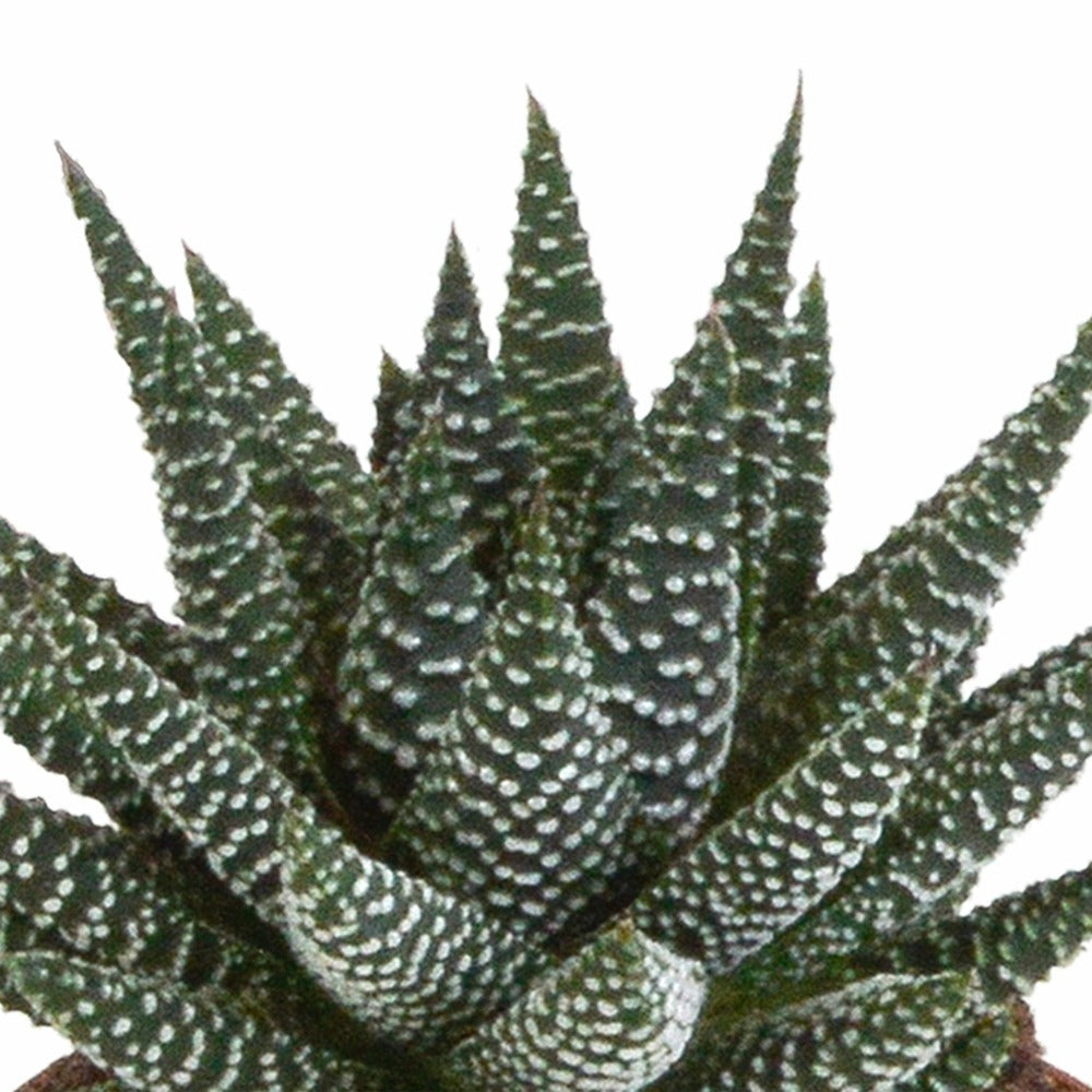  Mix De 3 Gasteria Et Haworthia H18cm