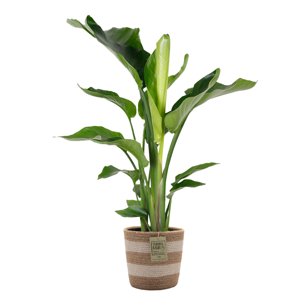  Strelitzia Nicolai - Oiseau De Paradis - 80-100 Cm De Haut - Panier En Jute 21 Cm