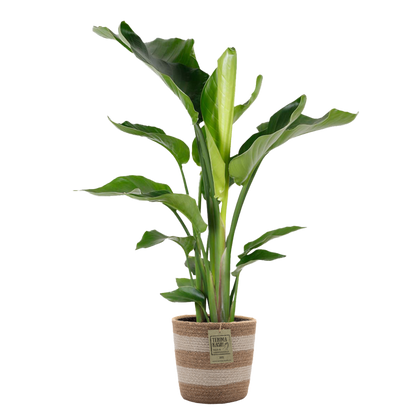  Strelitzia Nicolai - Oiseau De Paradis - 80-100 Cm De Haut - Panier En Jute 21 Cm