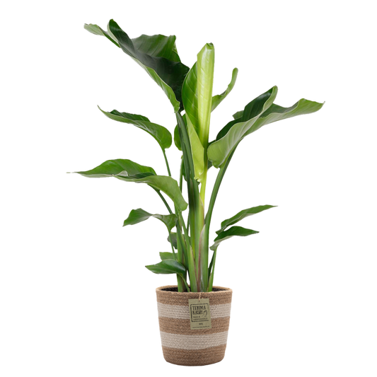  Strelitzia Nicolai - Oiseau De Paradis - 80-100 Cm De Haut - Panier En Jute 21 Cm