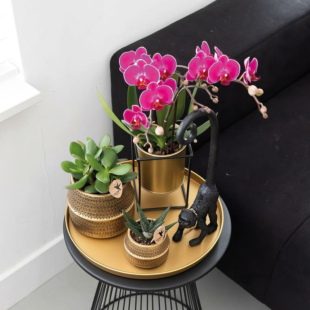  Orchidée Phalaenopsis Mauve - Lot De 2 35cm - Plante D'intérieur