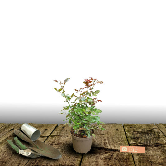  Rosier Arbustif Voluptia® Crazy Pink™ 'noa16071'/[-]pot De 3l - 30/60 Cm