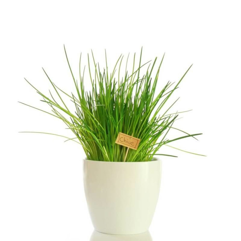  Ciboulette (allium Schoenoprasum)
