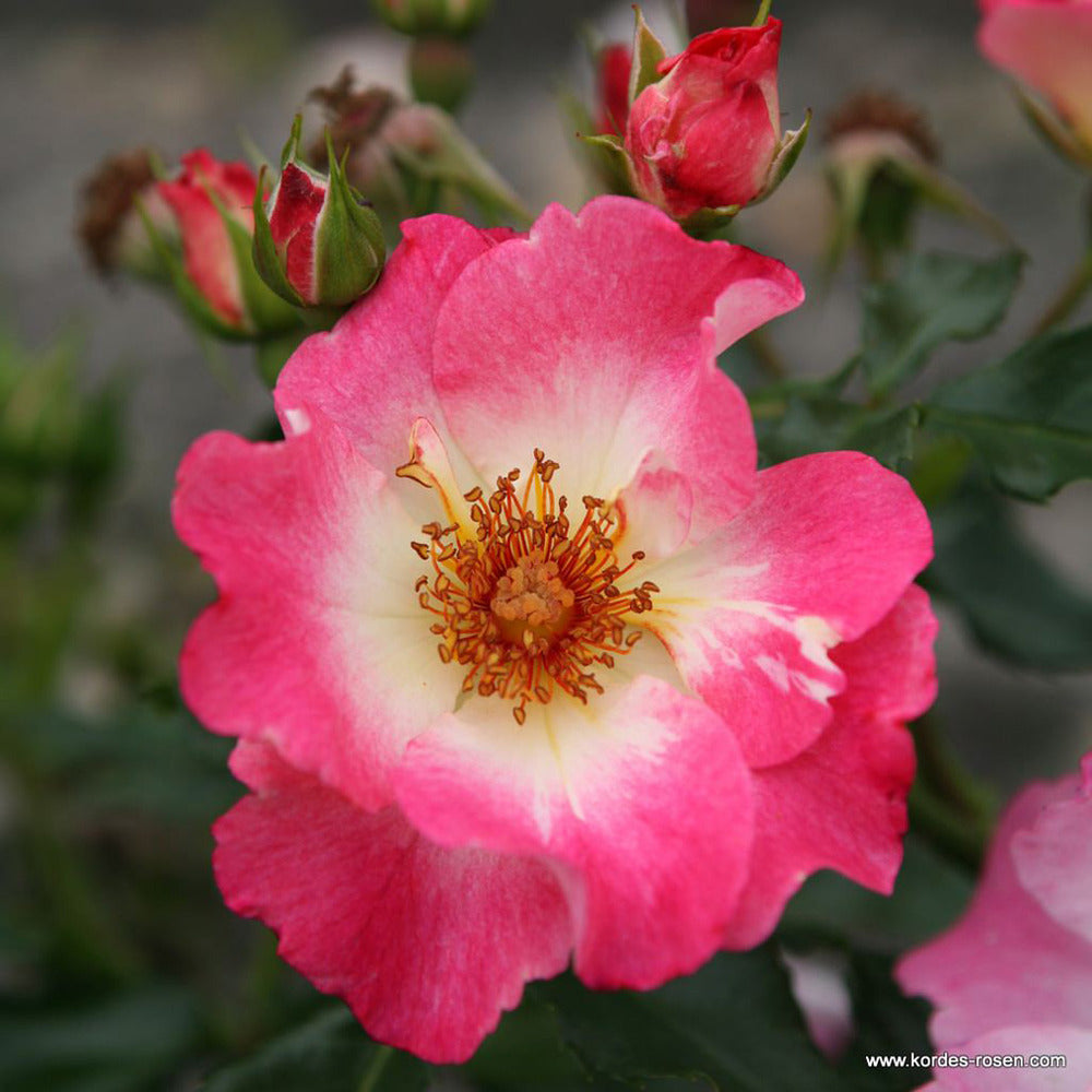  Kordes Nectar Rosier - Rosa 'dolomiti'