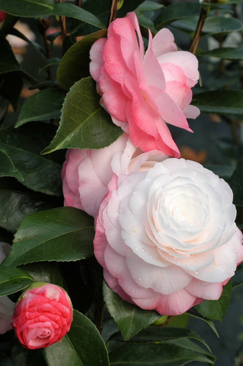  Camelia 'desire' - En Pot De 1 Litre