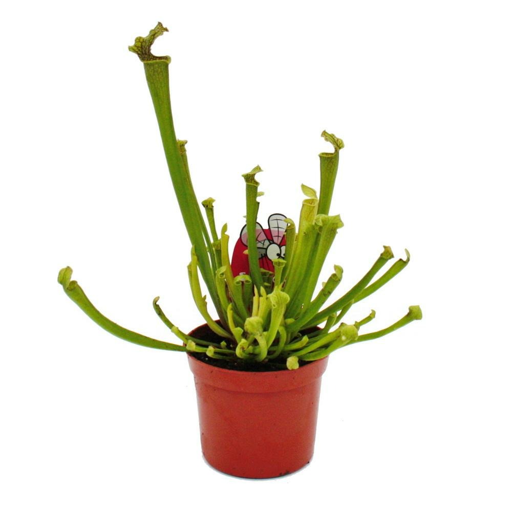  Trio De Plantes Tubulaires - 3 Plantes Sarracenia Différentes Dans Un Set - Plantes Carnivores - Pot De 9cm