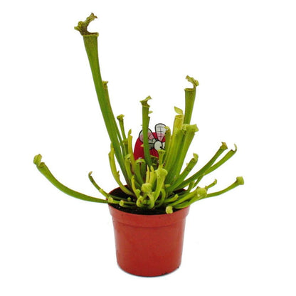  Trio De Plantes Tubulaires - 3 Plantes Sarracenia Différentes Dans Un Set - Plantes Carnivores - Pot De 9cm
