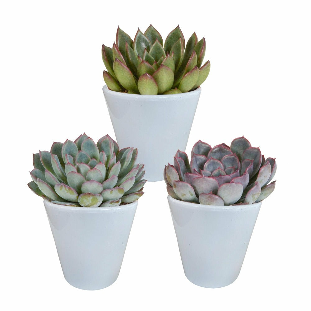  Trio D'echeveria Et Leurs Caches-pots Blancs H15cm