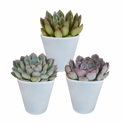  Trio D'echeveria Et Leurs Caches-pots Blancs H15cm