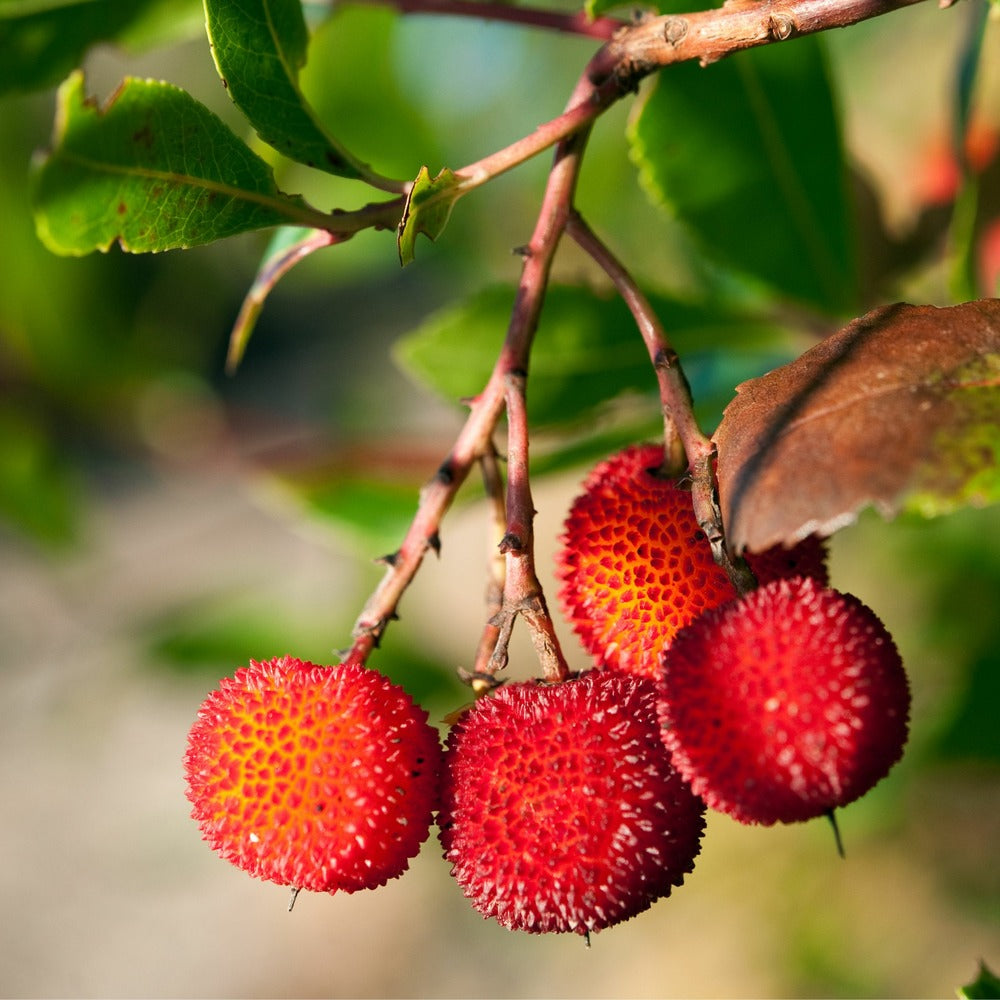  Fruits De L'arbousier - Set De 6 - Arbutus 'unedo' - Hauteur 25-40cm - ⌀9cm