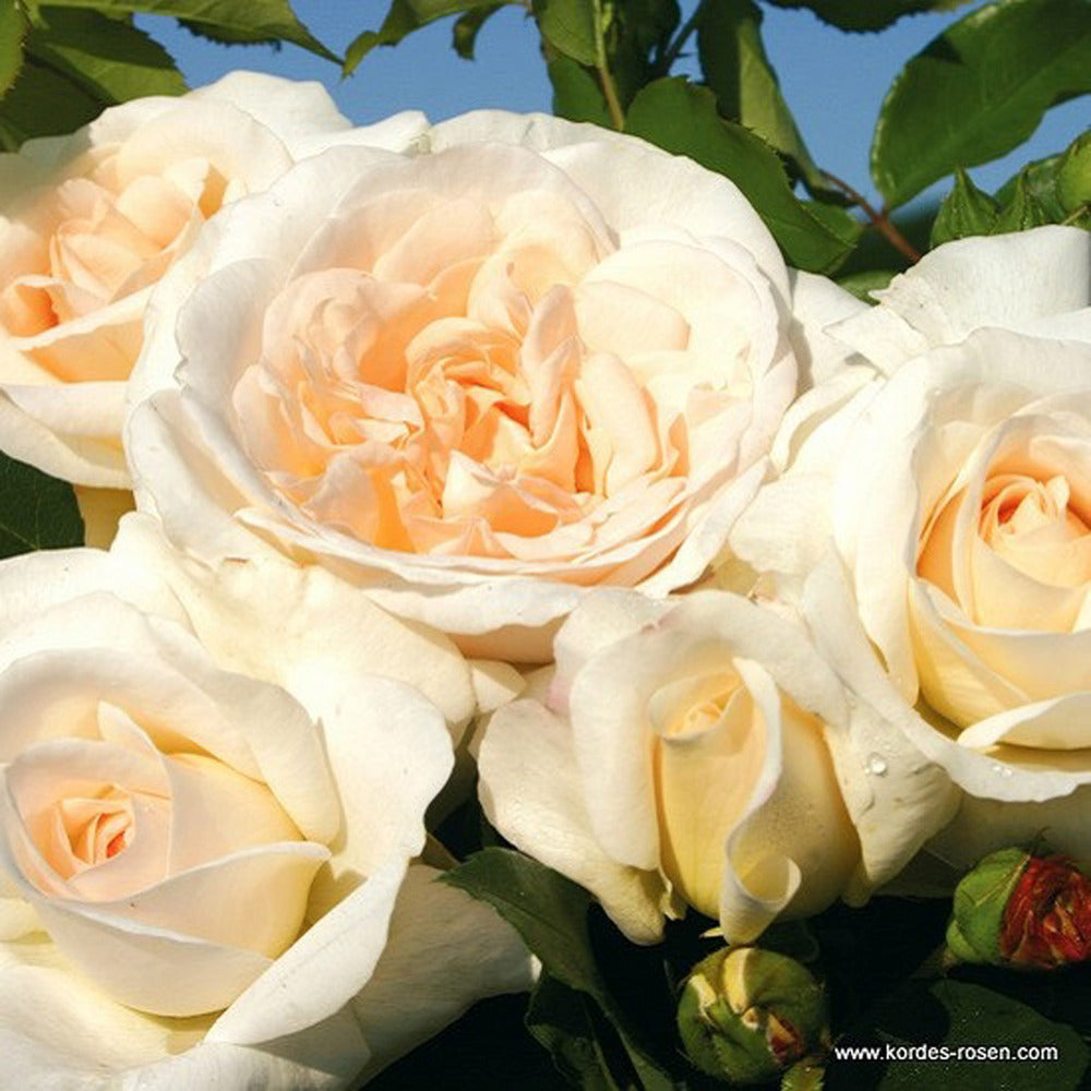  Kordes Rose Des Fées - Rosa 'kosmos'®