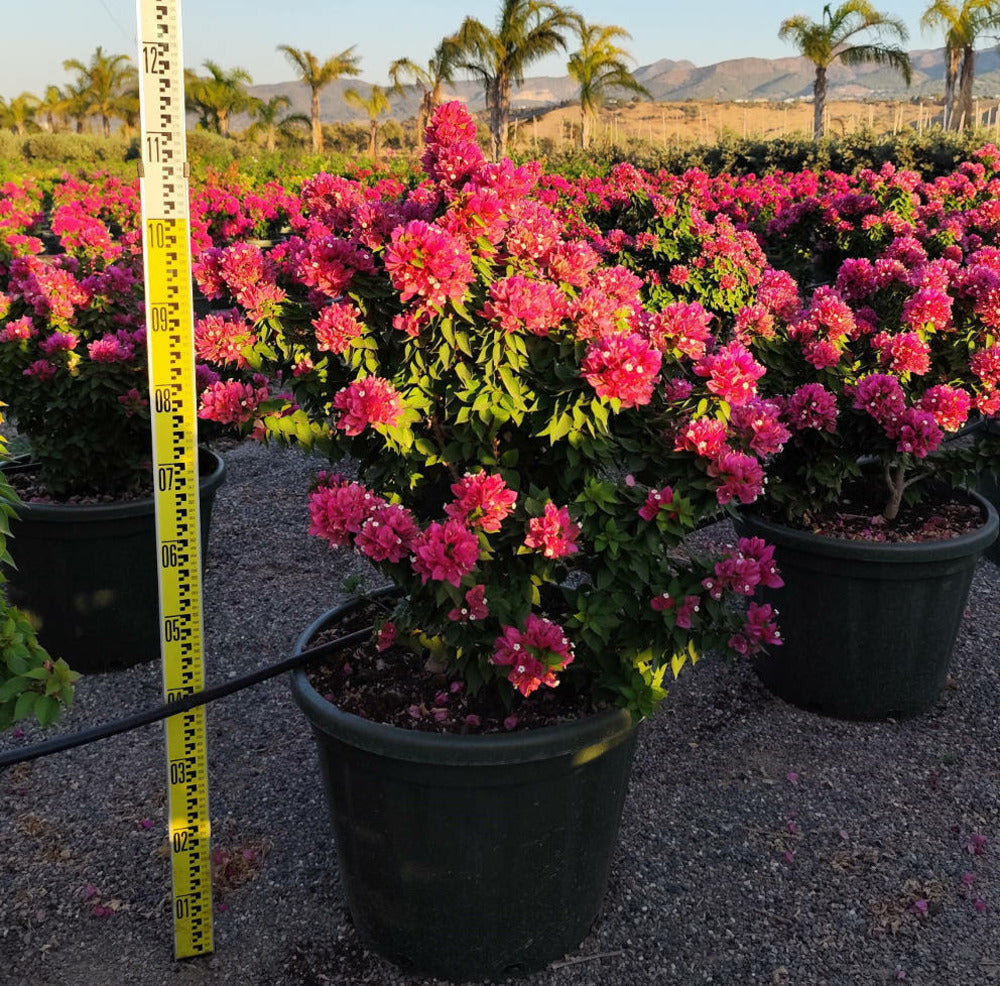  Bougainvillier Bougainvillier 'mini Thai' (bougainvillier Nain) Pot De 130l 150/175cm
