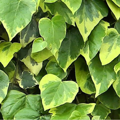  2 X Lierres De Colchide 'sulphur Heart' - Hedera Colchica 'sulphur Heart' - 50-60 Cm Pot