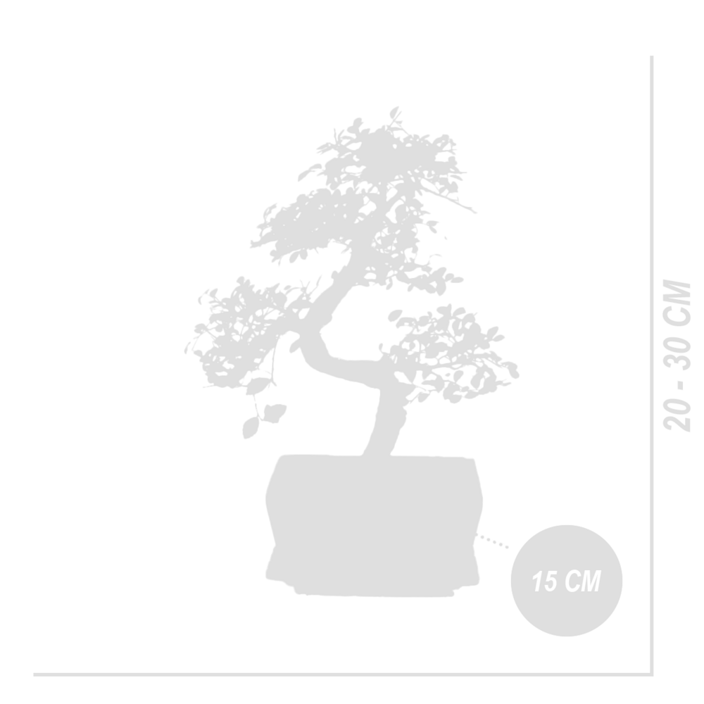  Bonsaï Zelkova - Forme En S - Bonsaï - Plantes D'intérieur - Hauteur 20-30 Cm - 15 Cm De Large