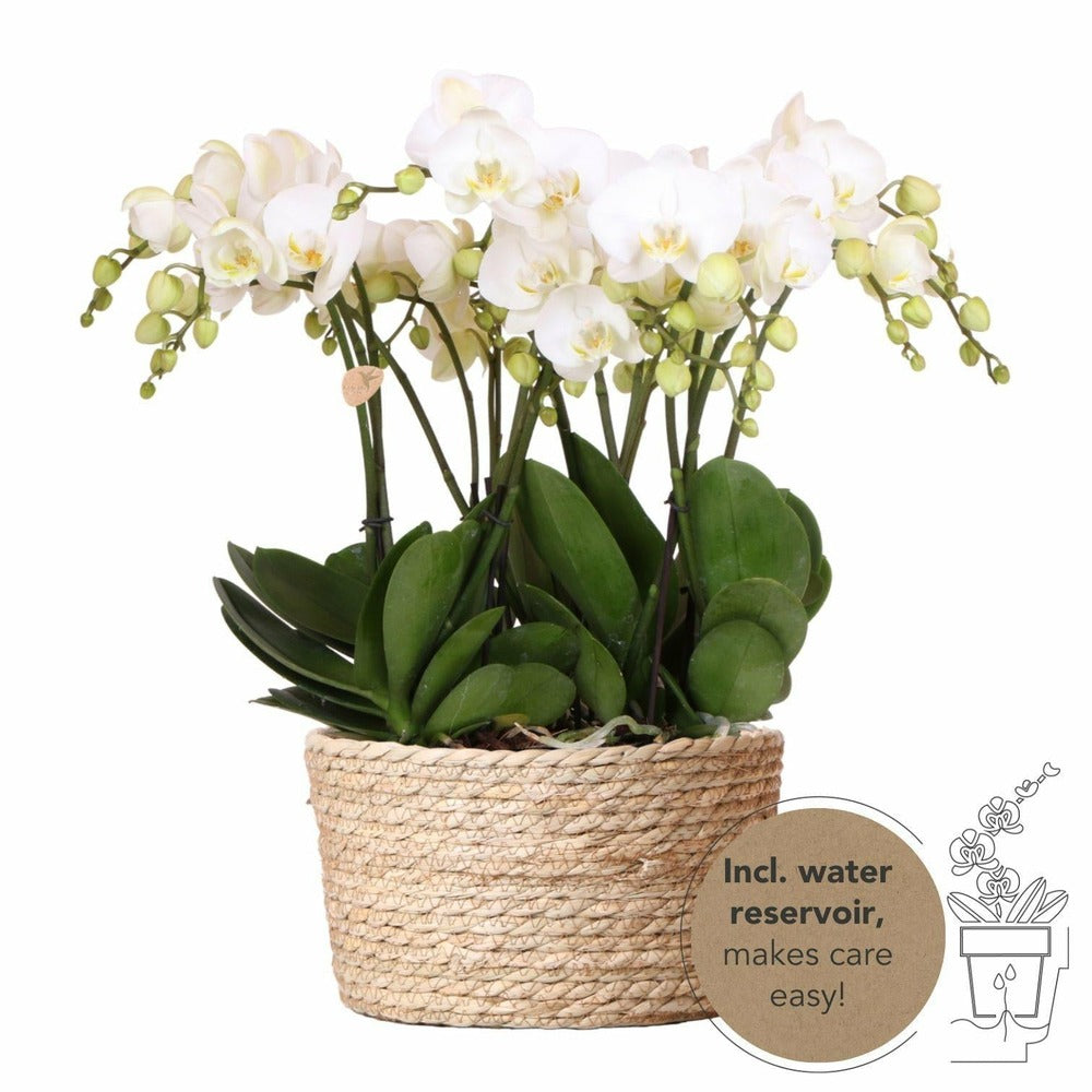  Orchidées Blanches En Panier D'osier Avec Réservoir D'eau