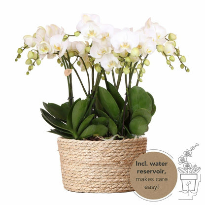  Orchidées Blanches En Panier D'osier Avec Réservoir D'eau