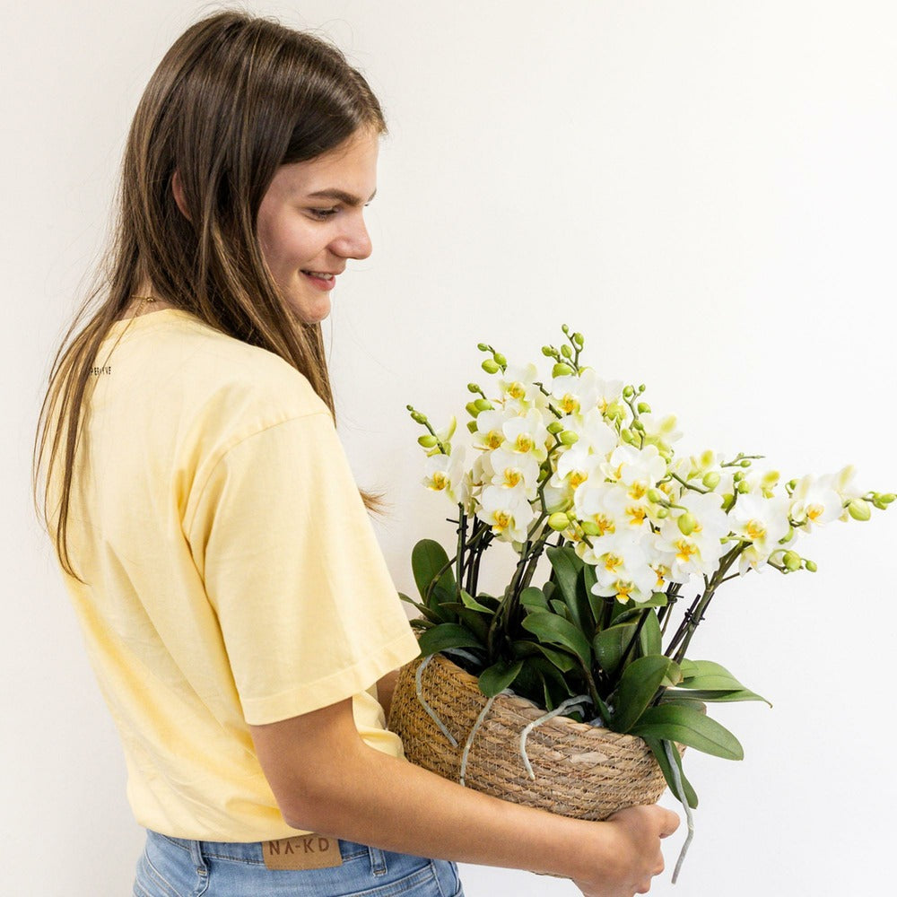  Set De 3 Orchidées Blanches Et 3 Rhipsalis Dans Un Panier En Coton Avec Réservoir D'eau