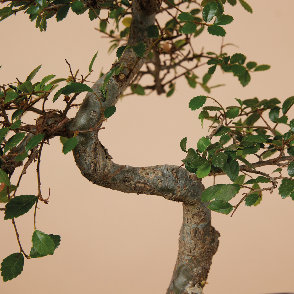  Bonsaï Zelkova - Forme En S - Bonsaï - Plantes D'intérieur - Hauteur 20-30 Cm - 15 Cm De Large