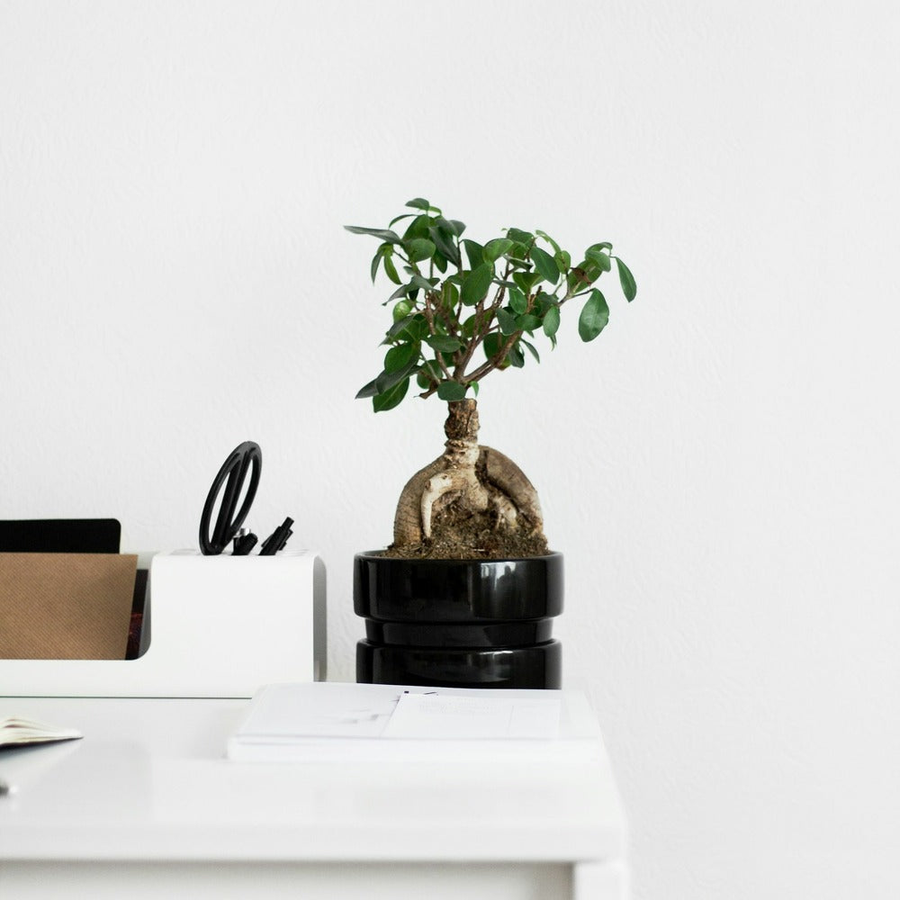  Bonsaï - Set De 4 - Ficus Microcarpa - Hauteur 30-40cm - ⌀12cm
